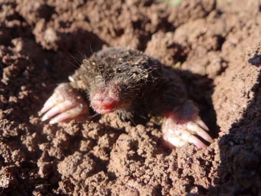 How to Prevent Moles in Your Yard