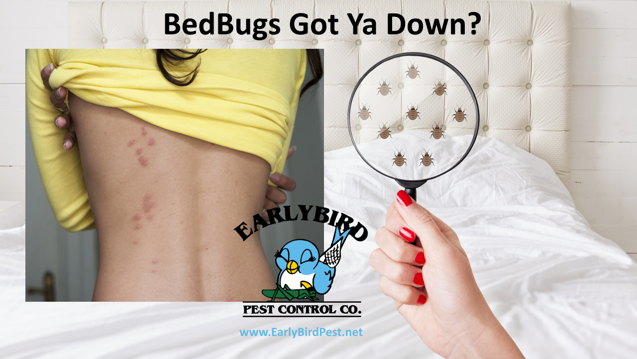 Phoenix Arizona bedbug pest control exterminator for bed bugs in Maricopa County AZ