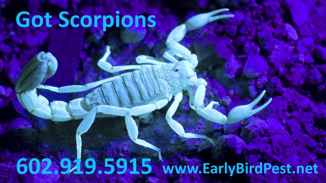 Phoenix Arizona Scorpion Pest Control Scottsdale Paradise Valley Goodyear Peoria Avondale Buckeye Arizona