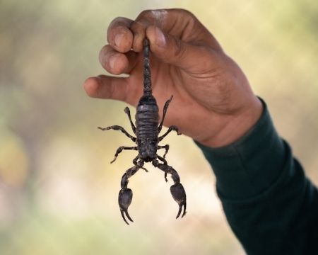 How to Prevent Scorpions From Getting in Your House