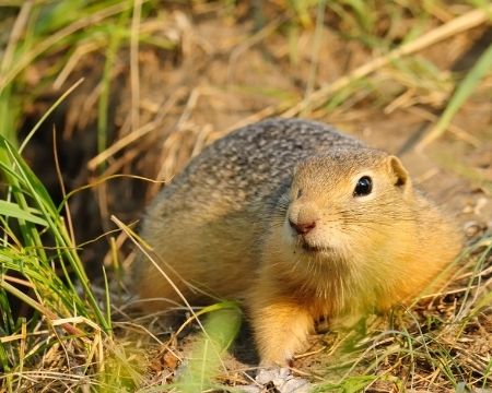 What's the Difference Between Moles and Gophers