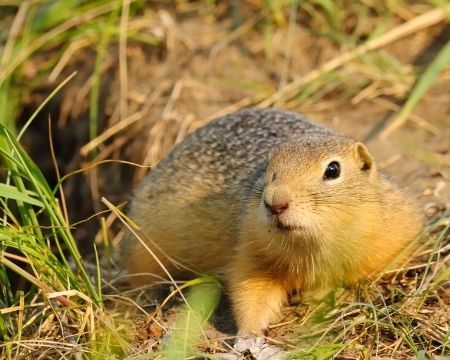 What's the Difference Between Moles and Gophers 