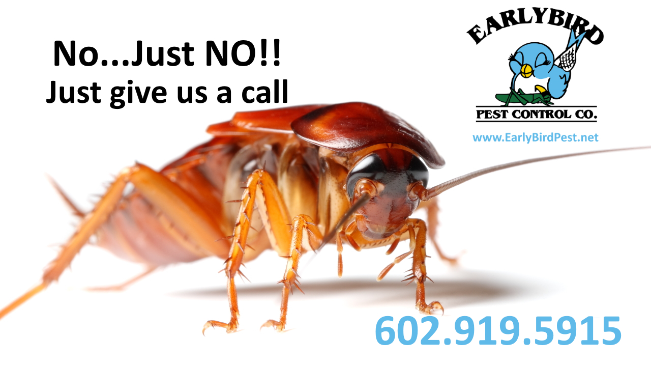 cockroach exterminator and pest control in Surprise Arizona