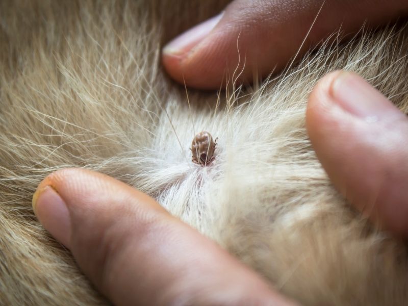 4 Ways to Prevent Ticks on Your Pet