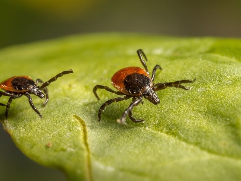 5 Ways to Prevent Ticks in Your House