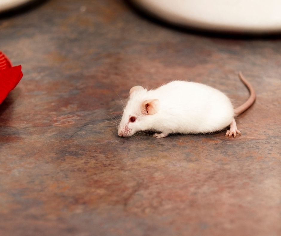 How to Tell if You Have Mice in Your Attic