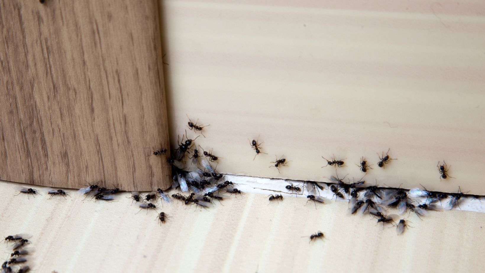 What are the Most Common Pests in Arizona