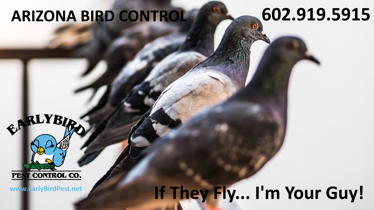 North Scottsdale bird control service and pest control in Scottsdale Paradise Valley and Phoenix Arizona