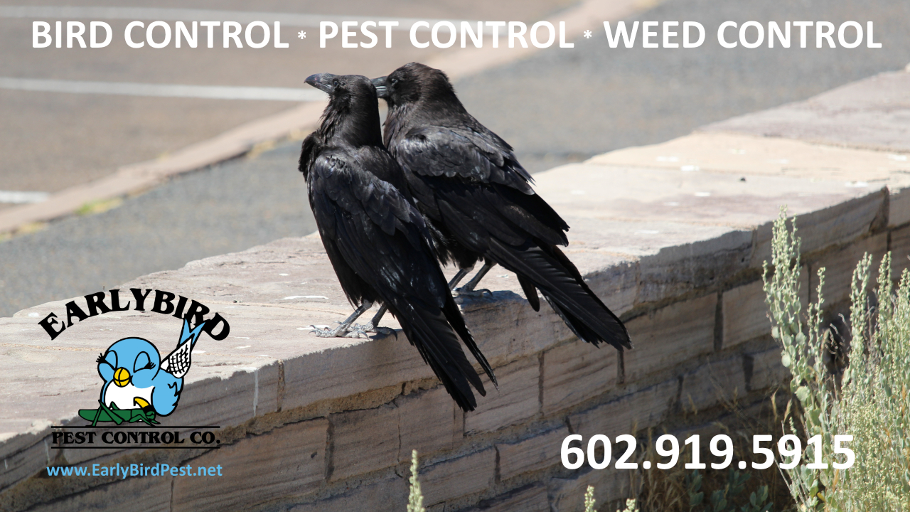 North Scottsdale bird control service and pest control in Scottsdale Paradise Valley and Phoenix Arizona