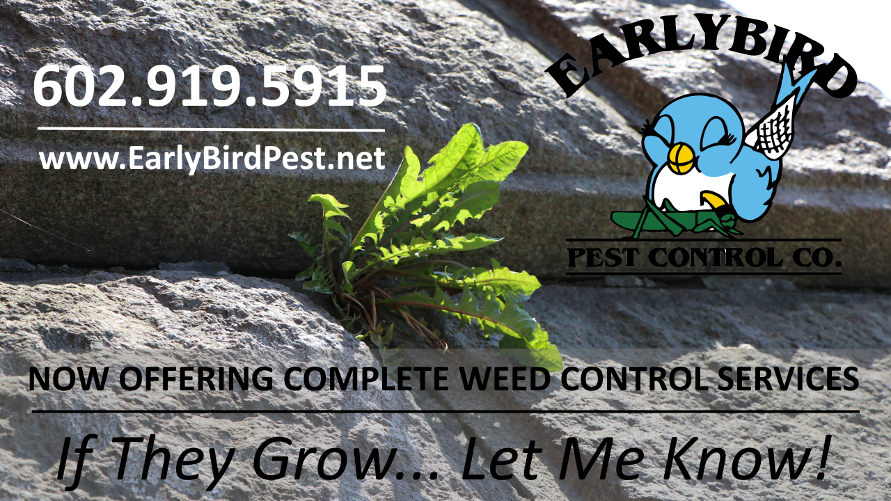 Weed control service weed spraying in Phoenix Goodyear Avondale North Scottsdale Cave Creek Paradise Valley and Phoenix Arizona Valley