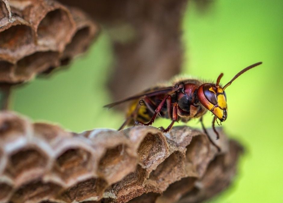 How Dangerous are the Bees in Arizona?