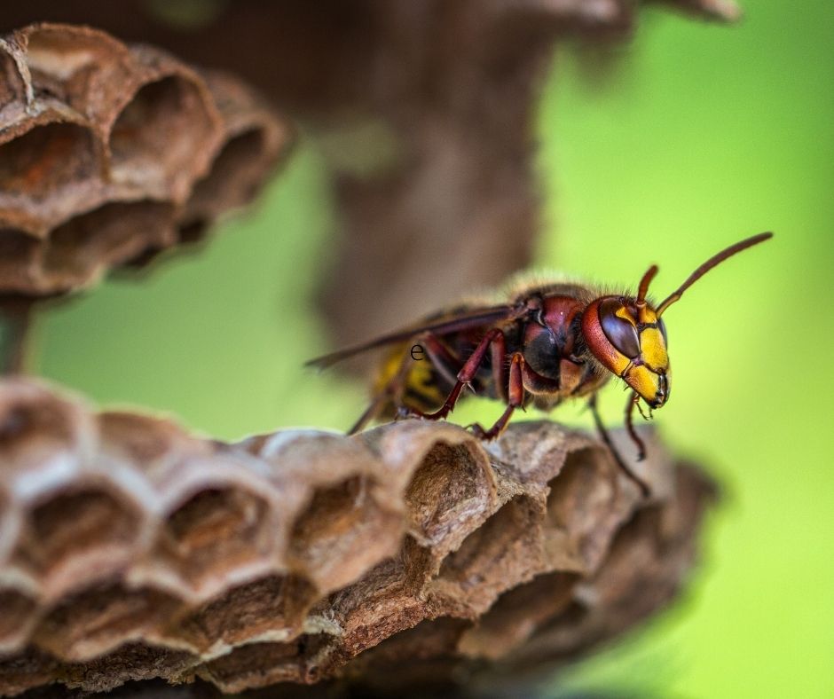 How Dangerous are the Bees in Arizona