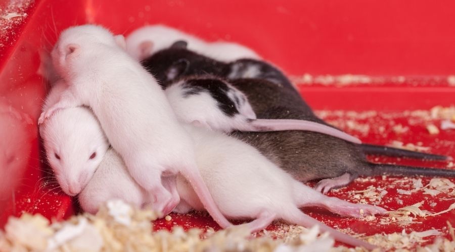 How Fast Can Rats and Mice Multiply if Not Dealt With?