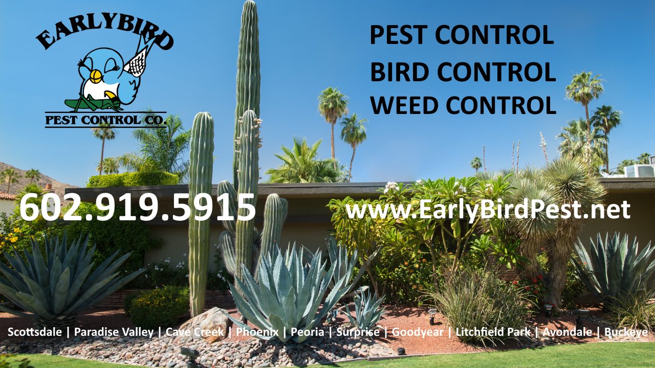 Paradise Valley Arizona Pest Control Bird Control Weed Control Phoenix Scottsdale Paradise Valley Cave Creek Goodyear Peoria Avondale Phoenix Valley Maricopa County AZ