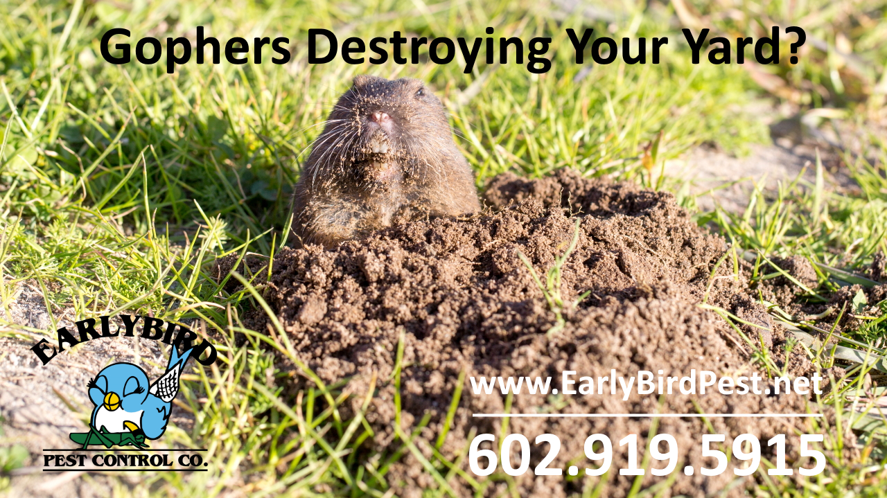 Gopher control pest control and rodent exterminator in Glendale Arizona