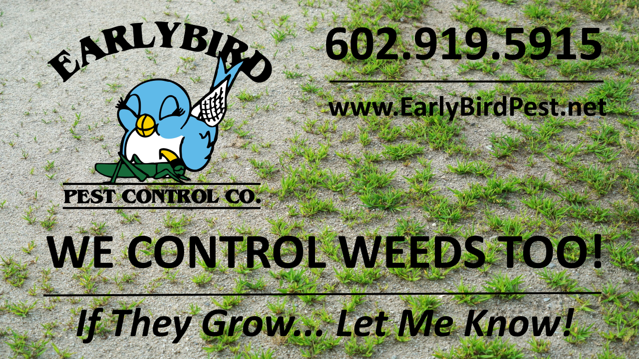 Weed control service weed spraying in Glendale Arizona