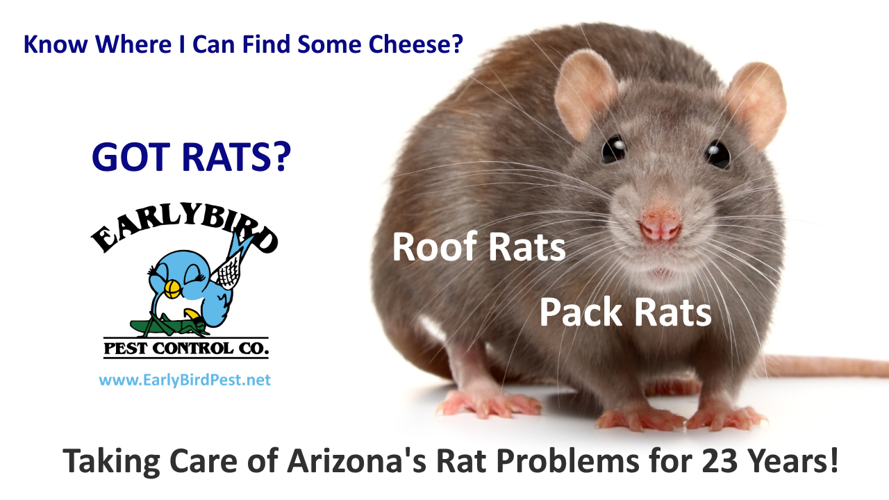 Glendale AZ rat rodent and mice exterminator and rodent gopher pack rat roof rats pest control in Glendale Arizona