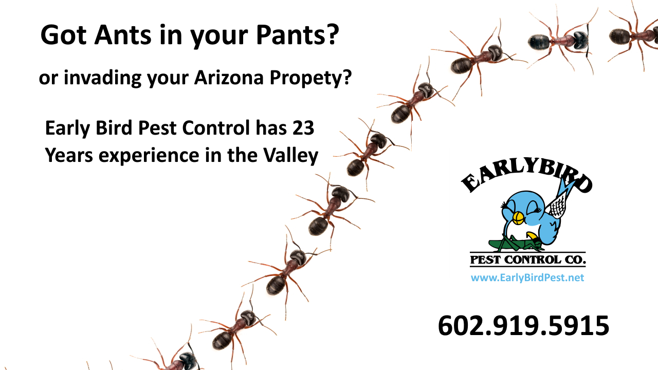 Pest control exterminator for ants cockroaches and scorpions in Scottsdale and Waddell Arizona