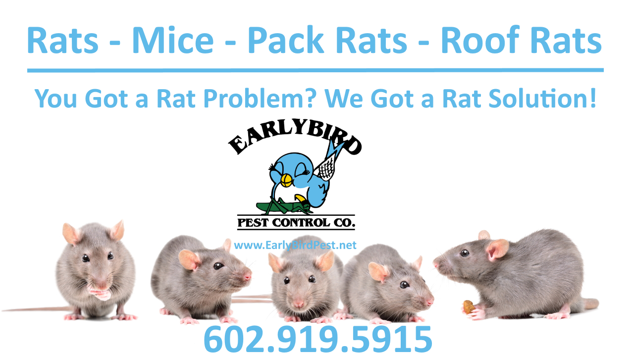 Rat and rodent exterminator in Waddell Arizona in the Phoenix Valley