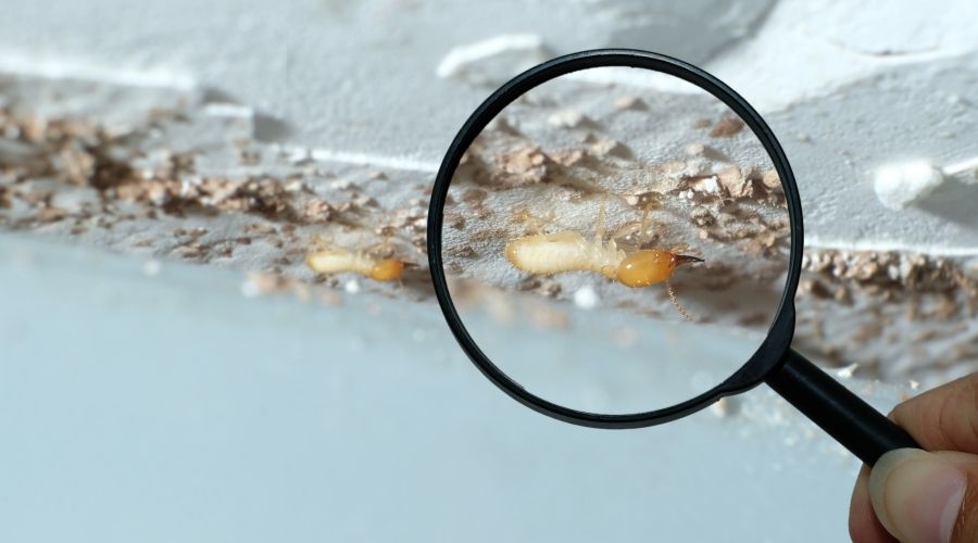 How Fast Can Termites Ruin Wood?