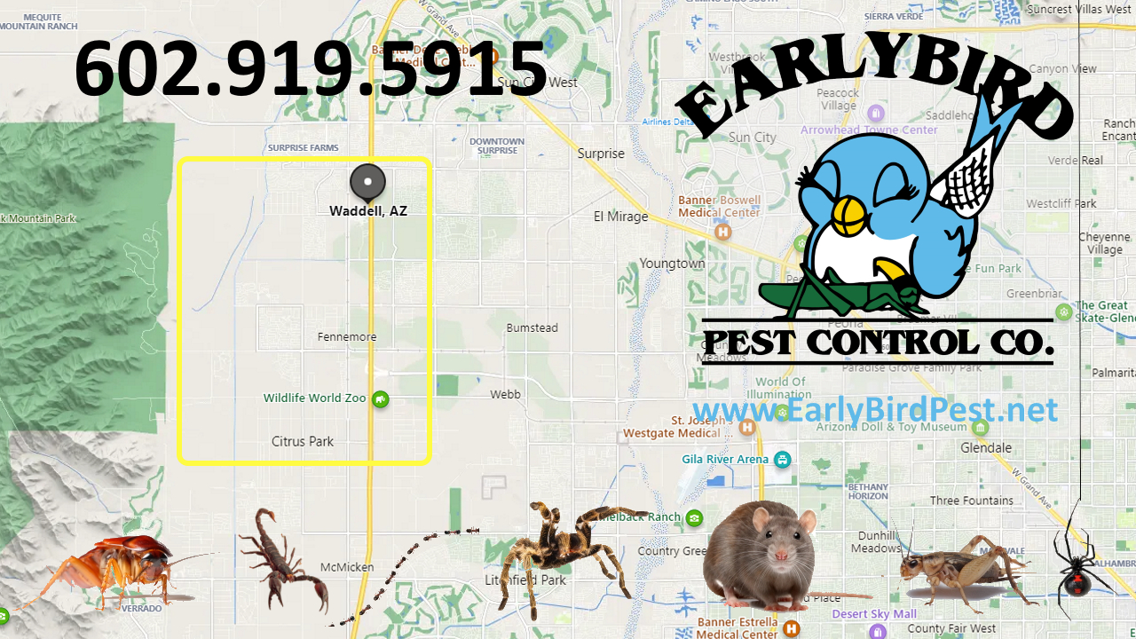 Early Bird Pest Control in Waddell Arizona