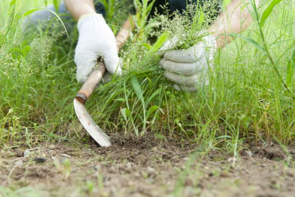 Why You Might Need Professional Weed Removal