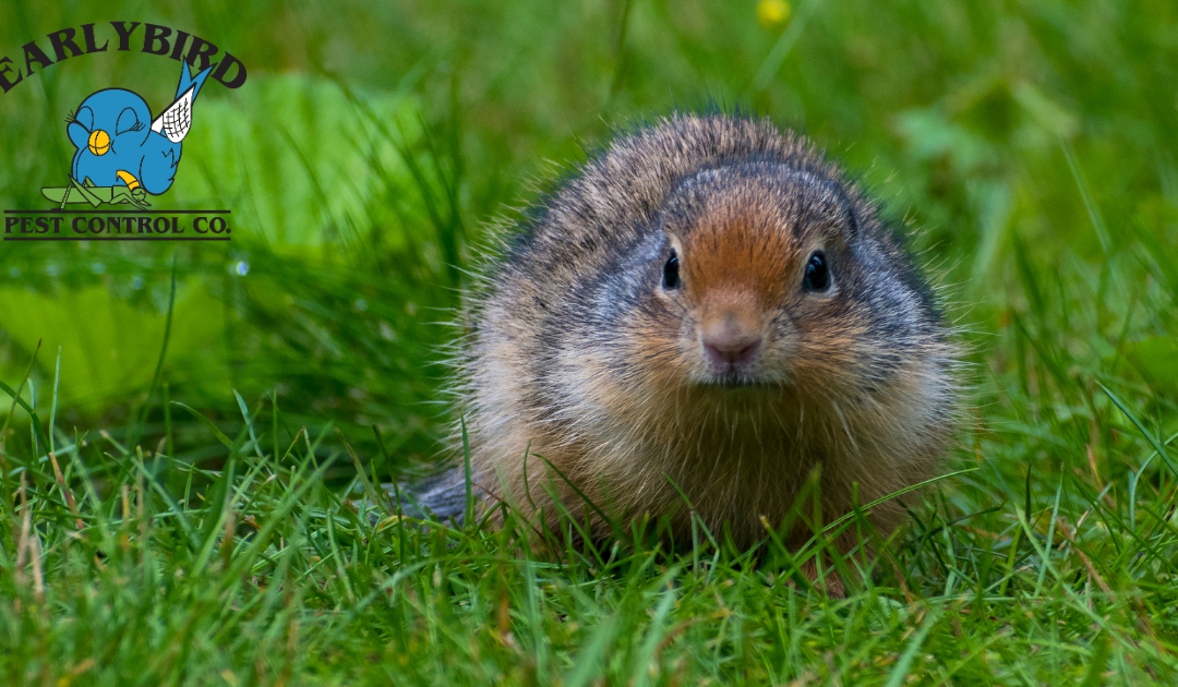 HOW TO PREVENT GOPHERS IN YOUR YARD