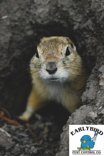 How Destructive Are Gophers?