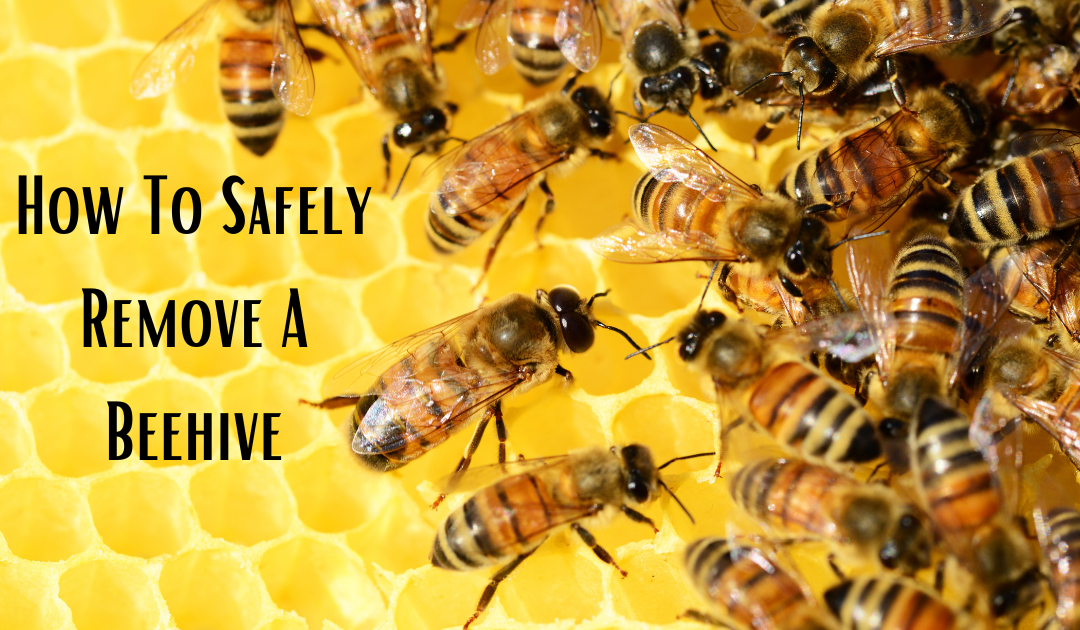 How To Safely Remove A Beehive