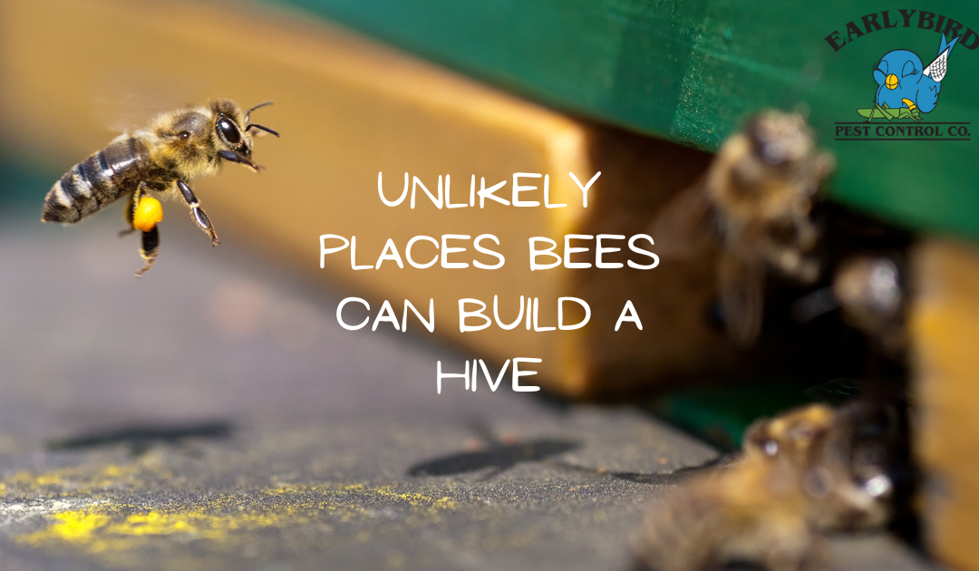 6 Unlikely Places Bees can Build a Hive and How to Find Them