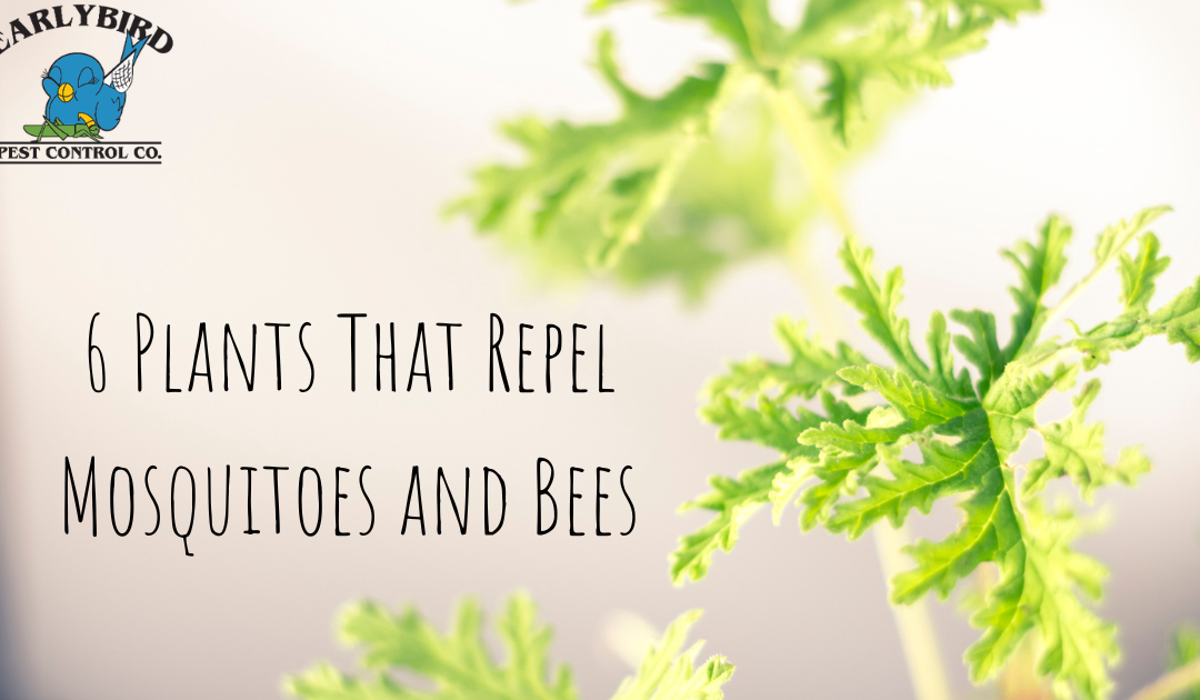 6 Plants That Repel Mosquitoes and Bees