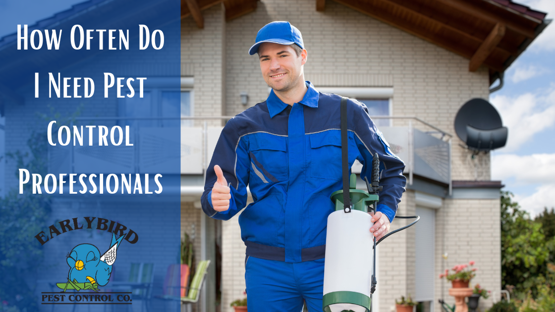 How Often Do I Need Pest Control Professionals