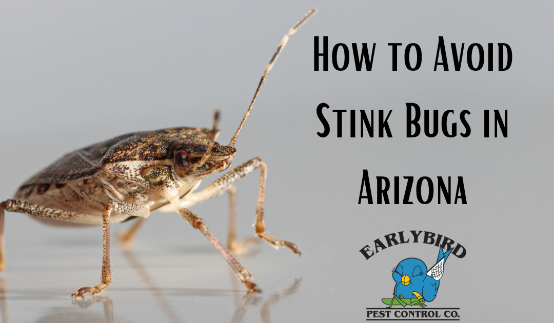 How to Avoid Stink Bugs in Arizona