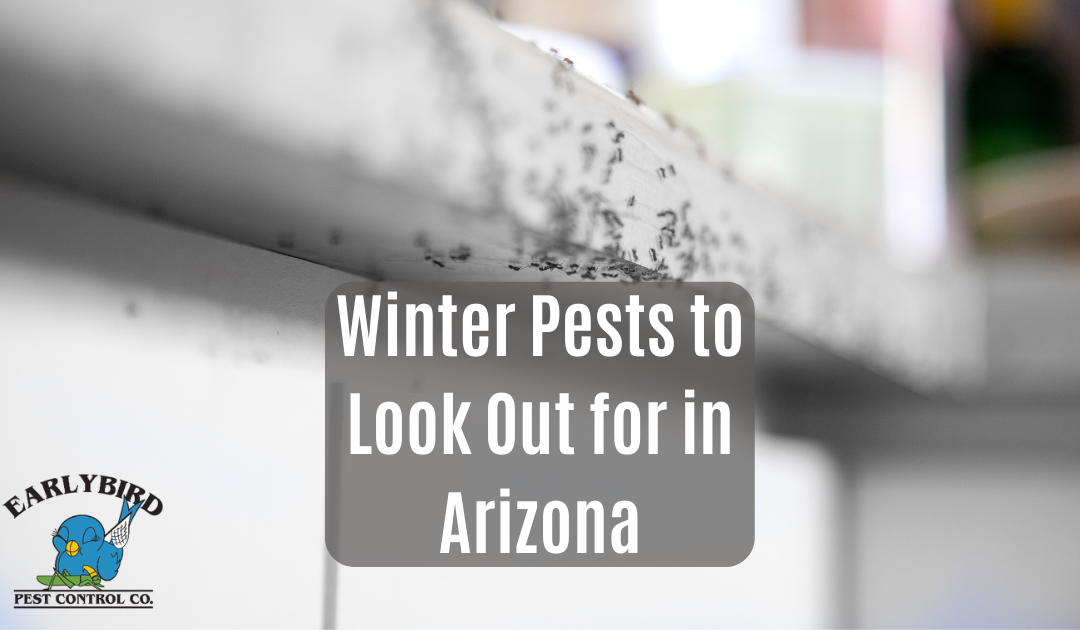 Winter Pests to Look Out for in Arizona