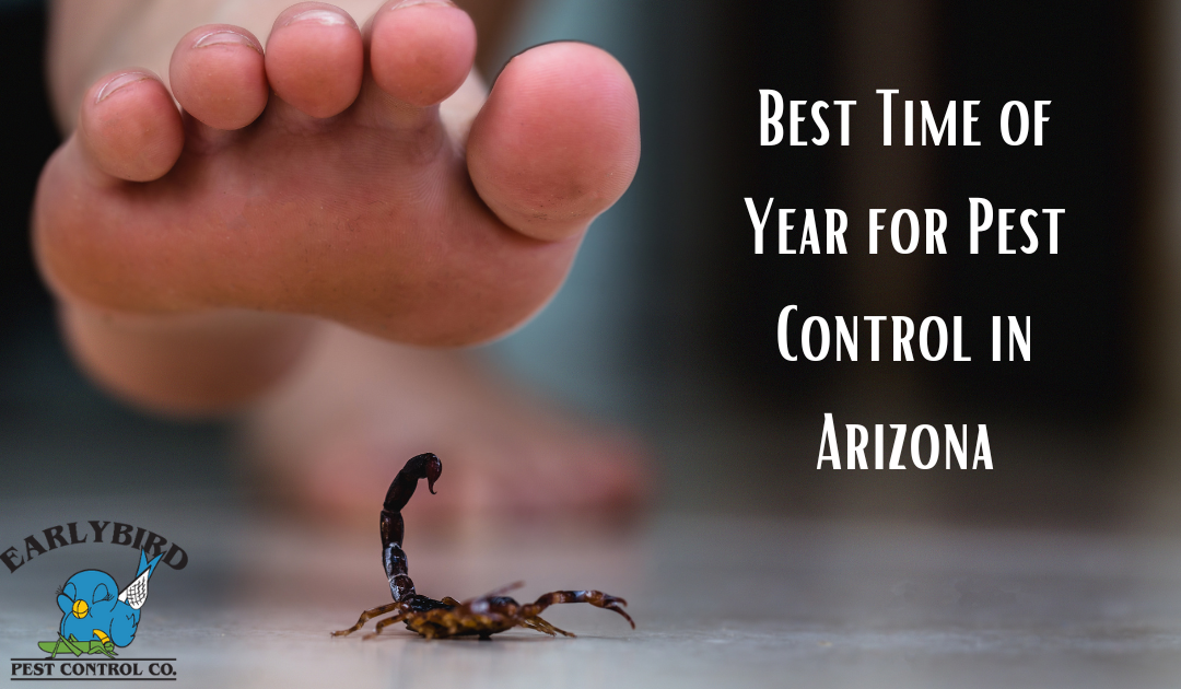 Best Time of Year for Pest Control in Arizona