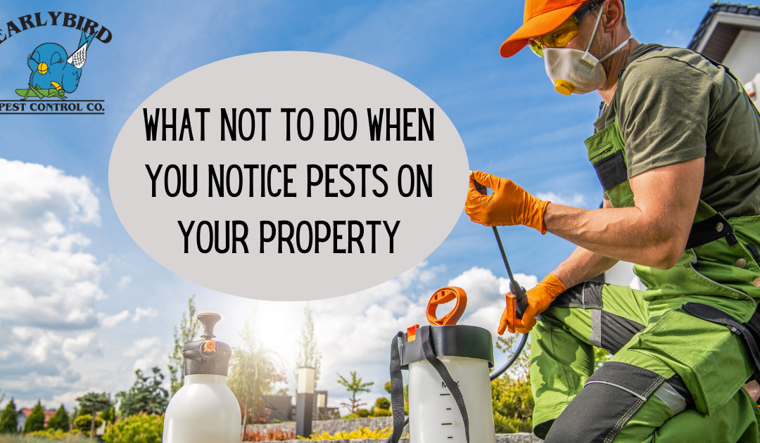What Not to Do When You Notice Pests on Your Property