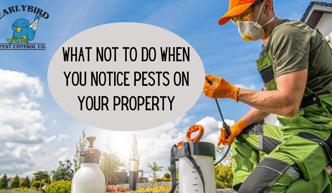 What Not to Do When You Notice pests on your property