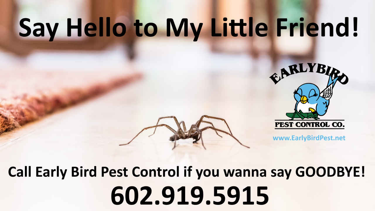Paradise Valley Pest control services spider and insect exterminator