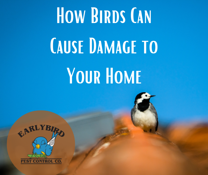 How Birds Can Cause Damage to Your Home