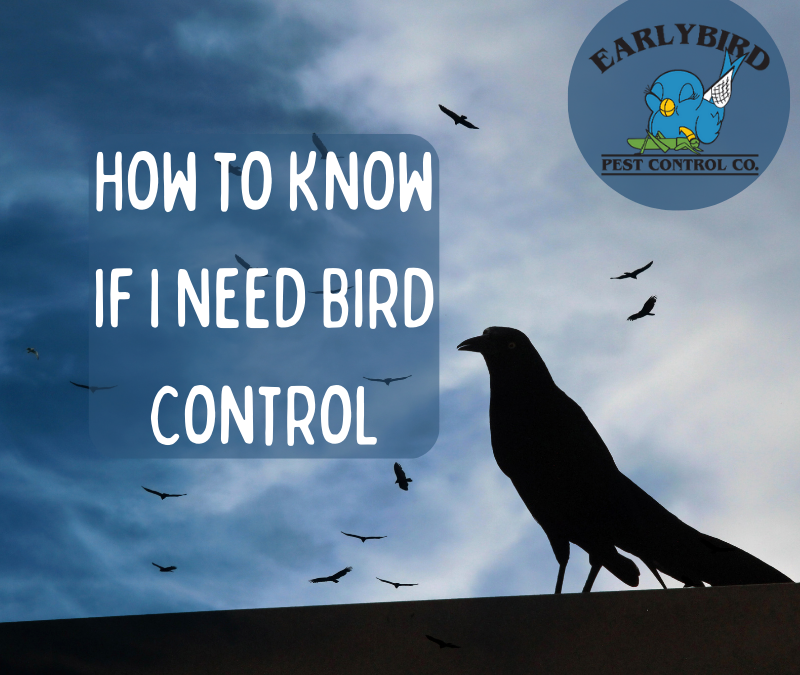 How to Know if I Need Bird Control