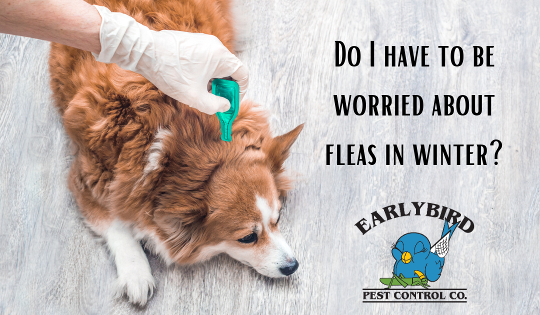 Do I have to be worried about fleas in winter?