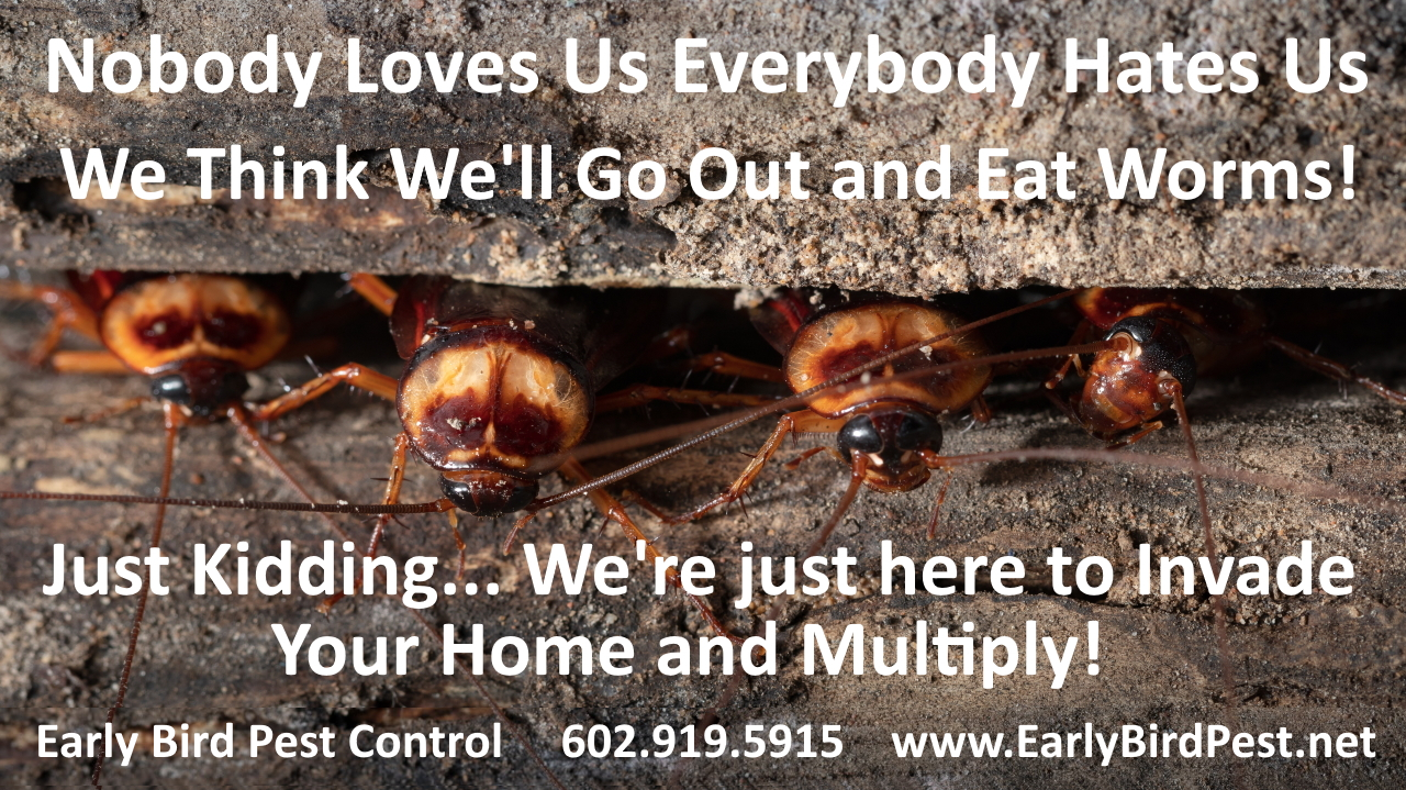 Cockroach exterminator and pest control in North Phoenix and North Scottsdale AZ