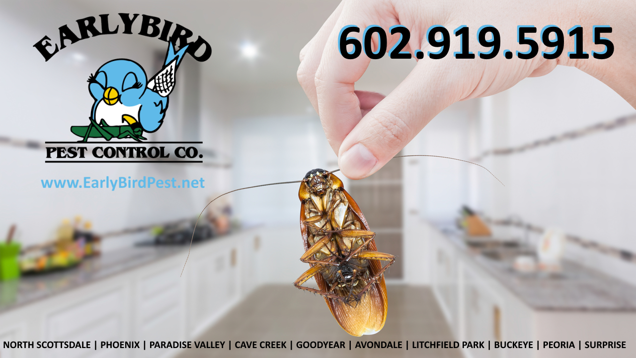 Cockroach Pest Control Roach Exterminator in North Scottsdale, North Phoenix, Paradise Valley, Cave, Creek, Peoria, Litchfield Park, and Goodyear Arizona