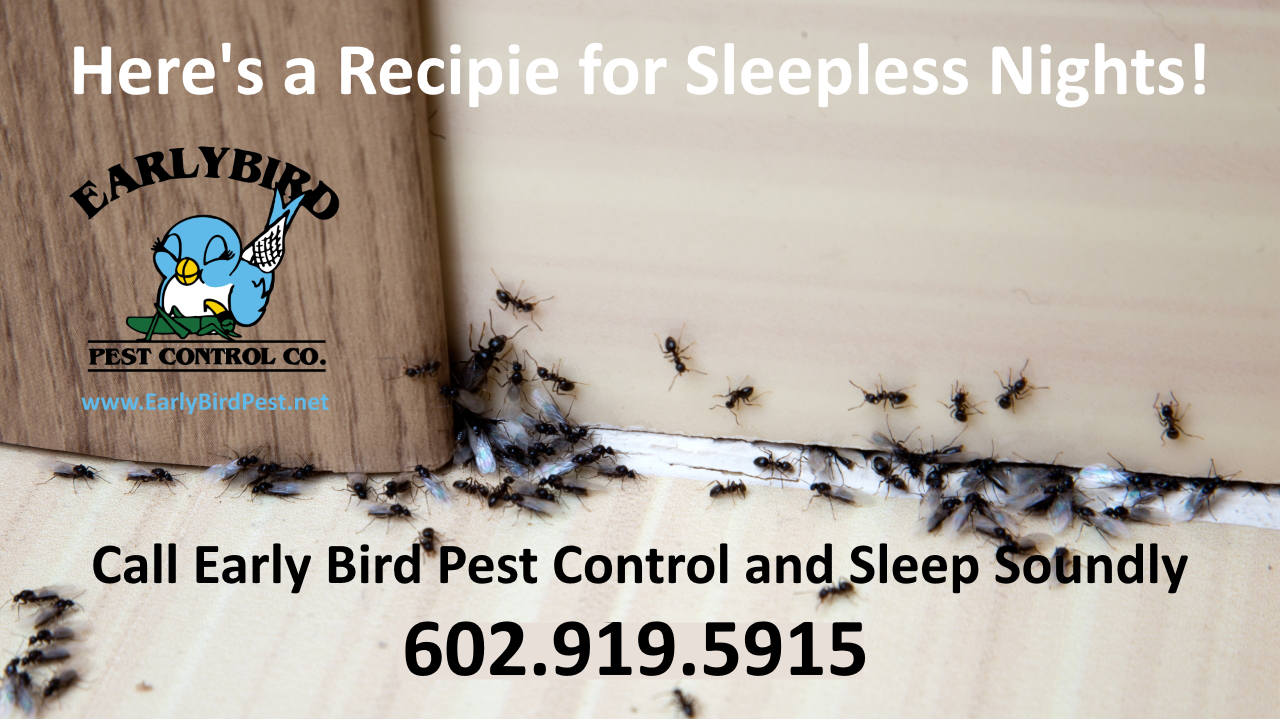 Paradise Valley Arizona pest control exterminator ants cockroaches spiders scorpions rodents and gophers