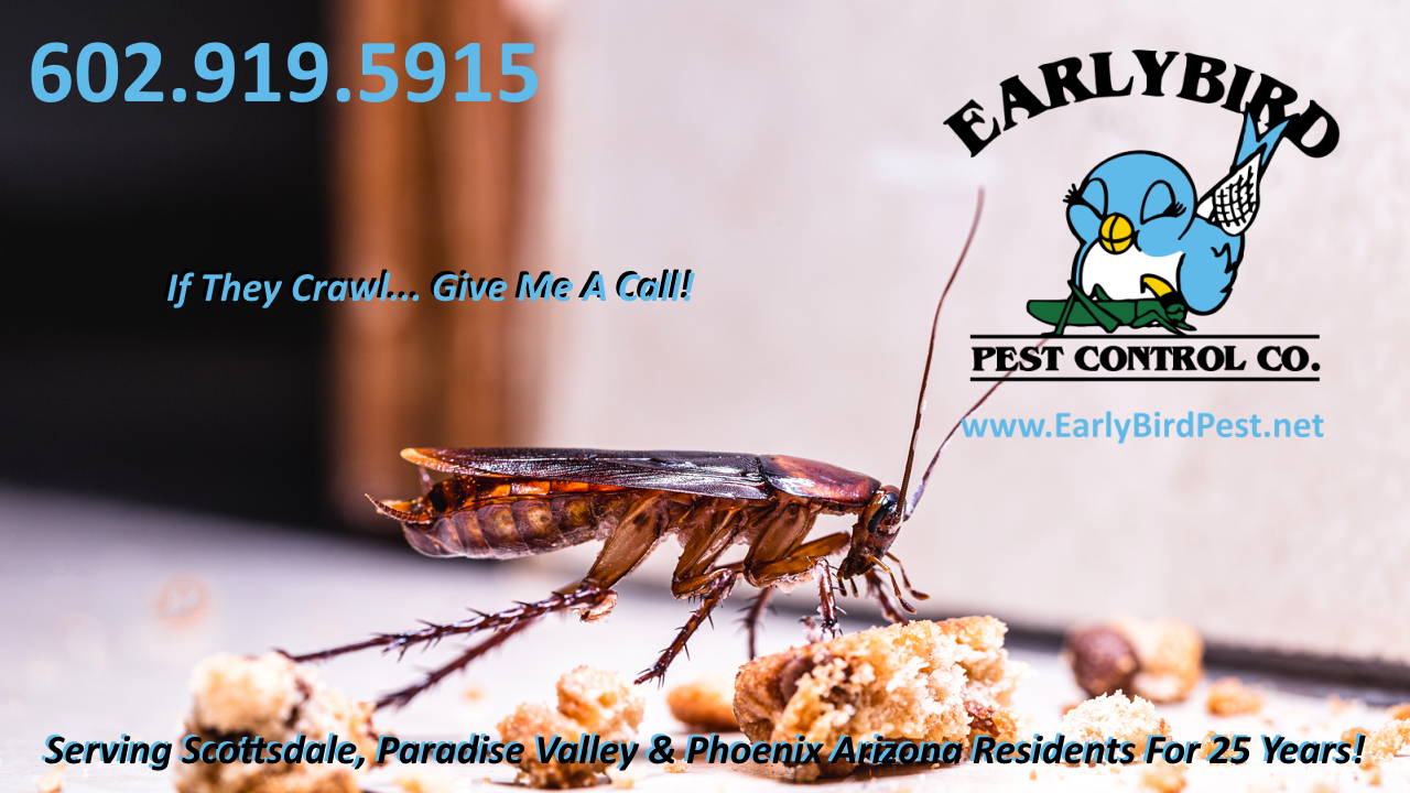 Cockroach Pest Control Roach Exterminator in McCormich Ranch Scottsdale