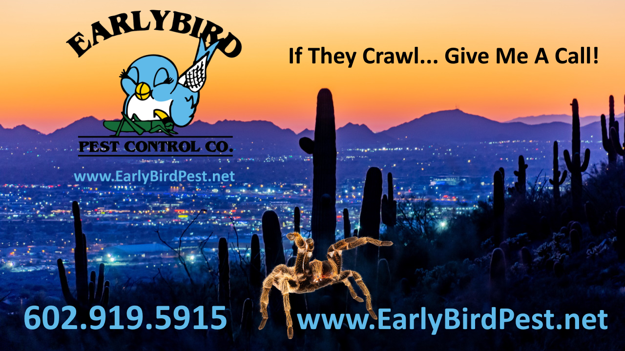 Early Bird Pest Control Desert Mountain Scottsdale Arizona Spider Exterminator and Pest Control Service