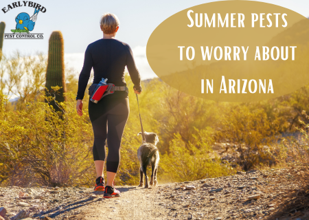 Summer pests to worry about in Arizona