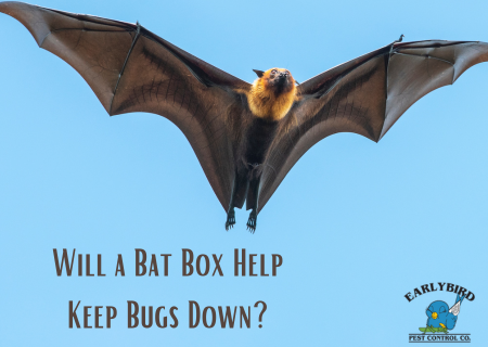 Will a Bat Box Help Keep Bugs Down?
