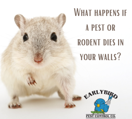What happens if a pest or rodent dies in your walls?