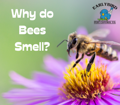 Why do Bees Smell?